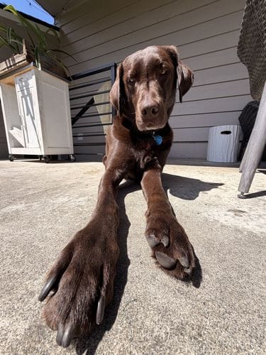 my dog
