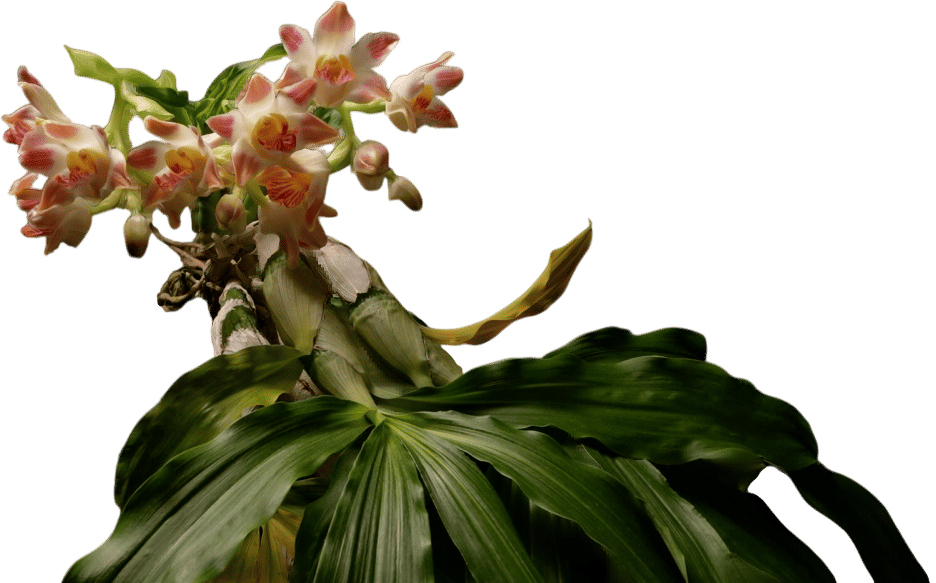 Orchid & Aroid Sale at Huntington Gardens