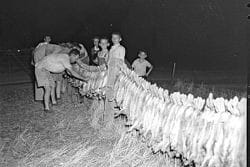 myxomatosis