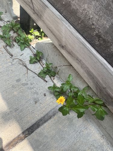 flowers growing through concrete