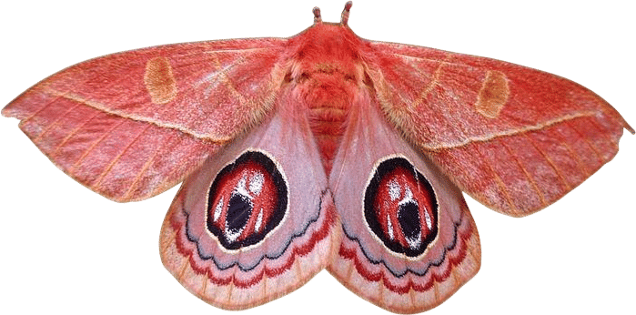 Celeste Venezia Moth Art Print