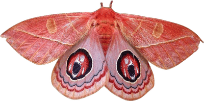 Celeste Venezia Moth Art Print