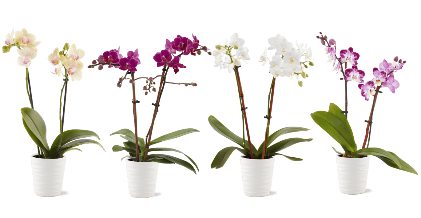 tj's orchid