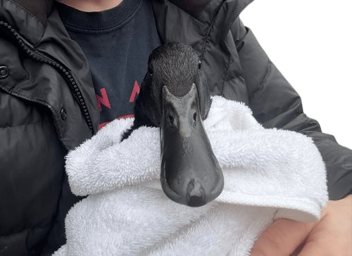 My duck, Yoshi