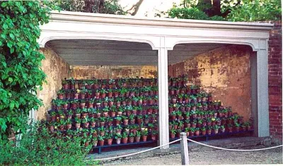 The Auriculas of Spitalfields