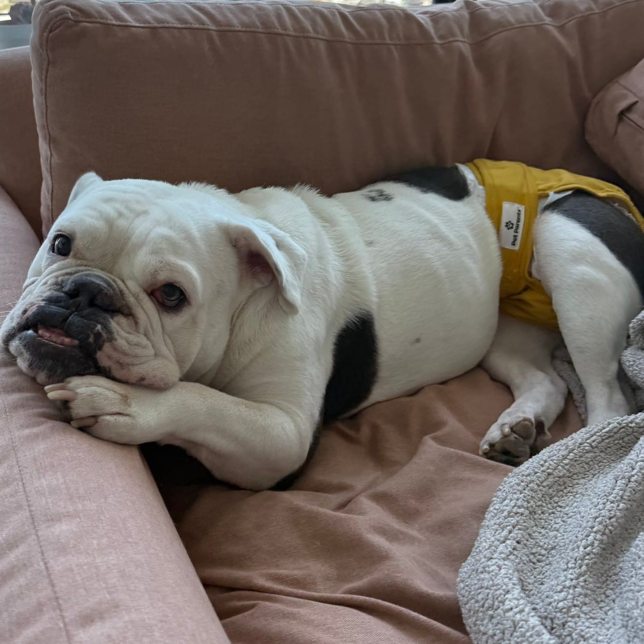What Actually Helped My Dog’s Itchy Skin