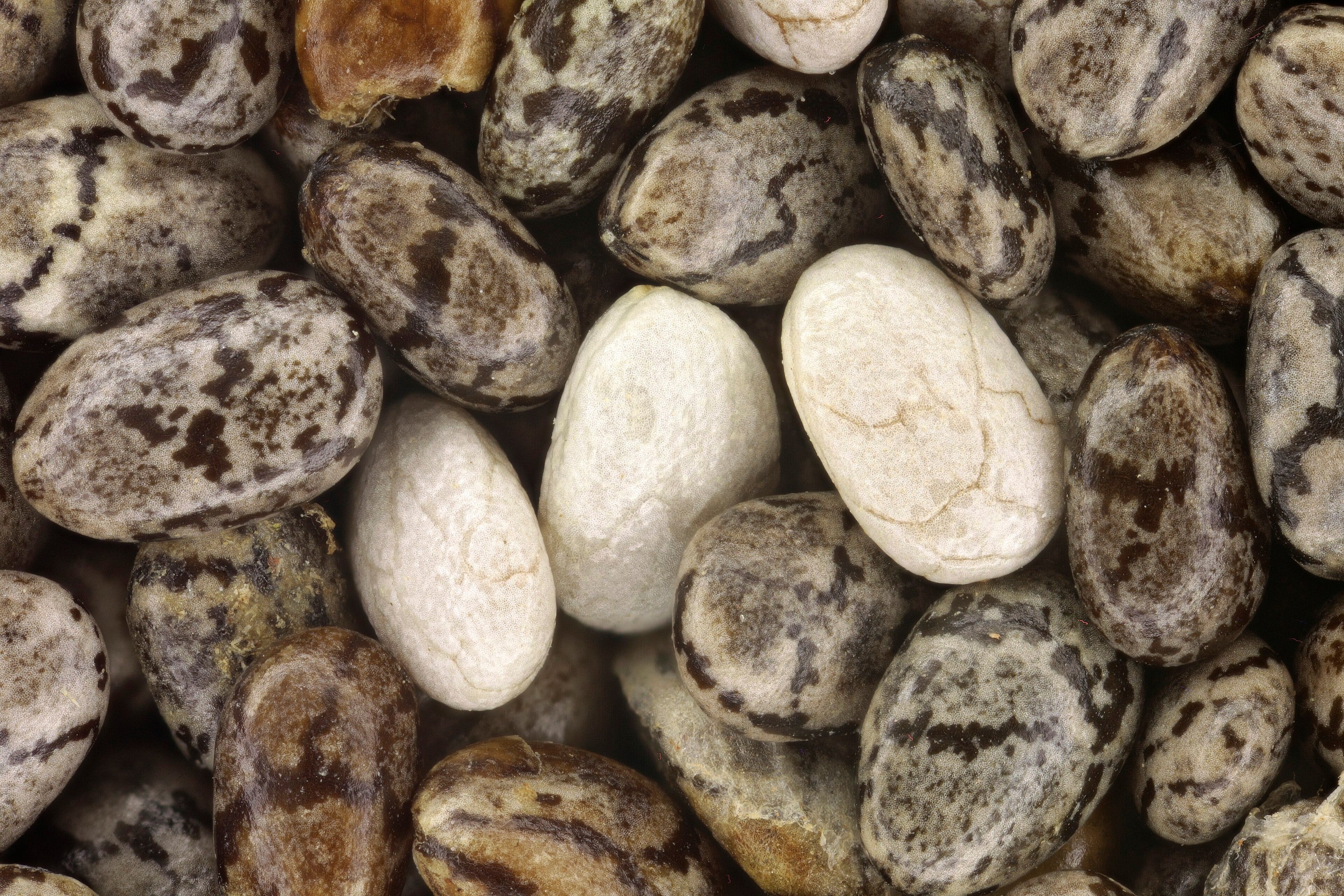 Chia