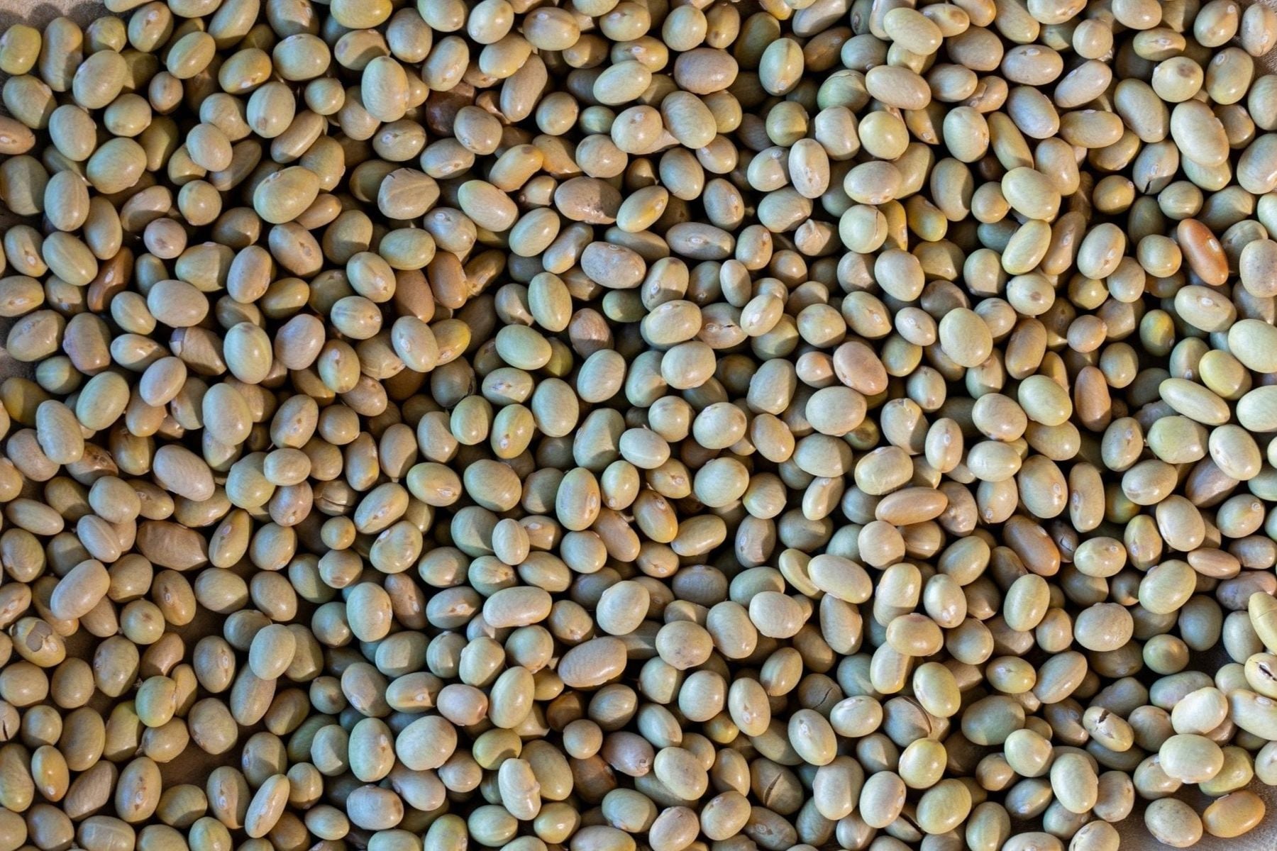 Mayocoba Beans