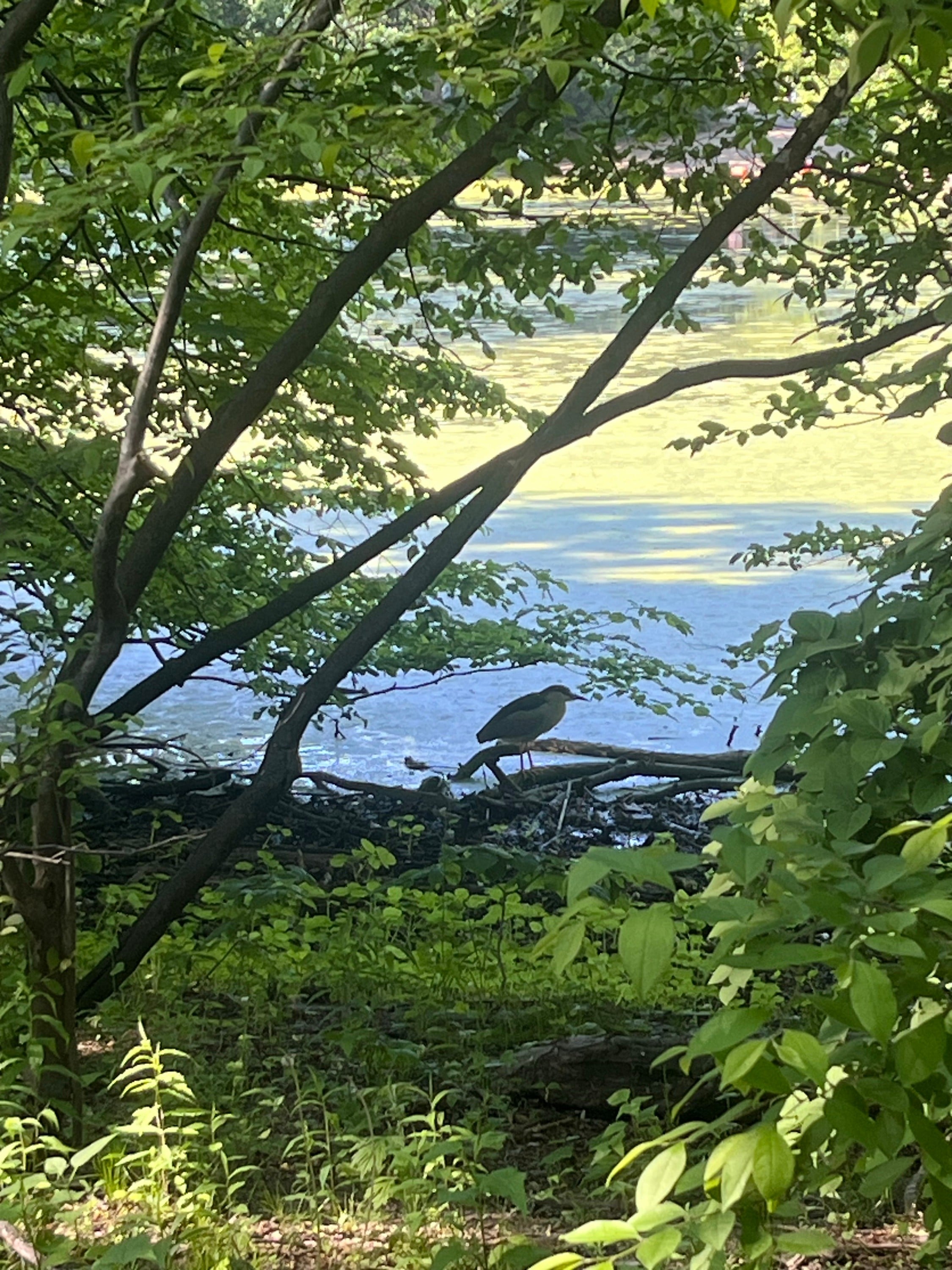Birding