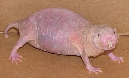 Send your sister a picture of a naked mole rat