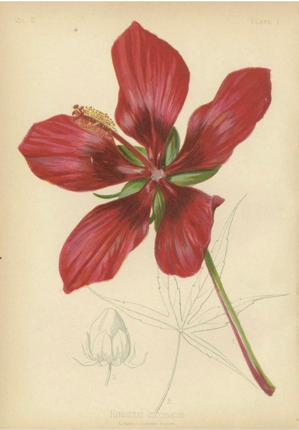 Prang Hibiscus chromolithograph print (1879)