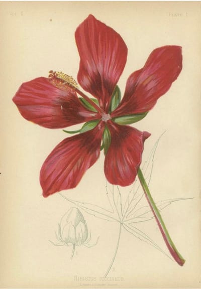 Prang Hibiscus Chromolithograph Print (1879)