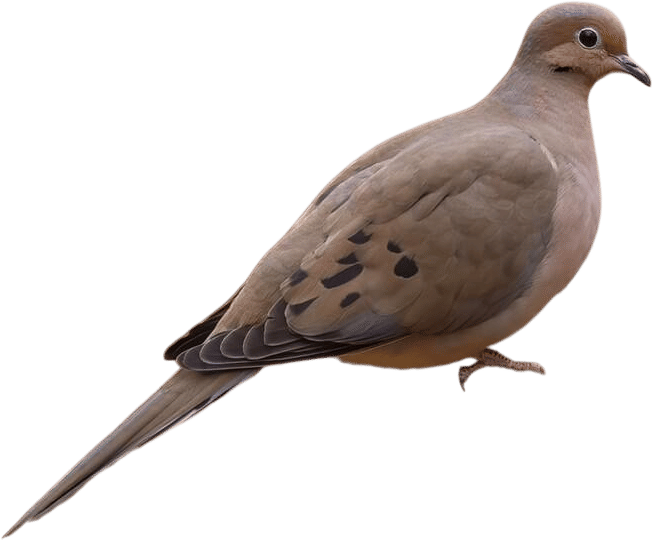 mourning dove