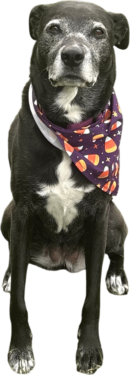 Seasonal bandana for your dog as a way to meet your neighbors