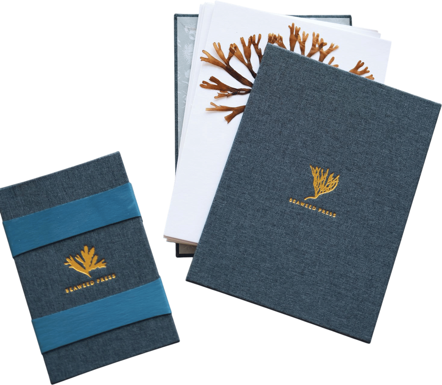 Pressing seaweeds from your beach trips