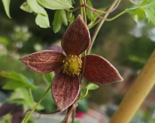 Clematis Lorcan O’Brien