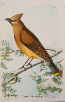 Cedar Waxwing