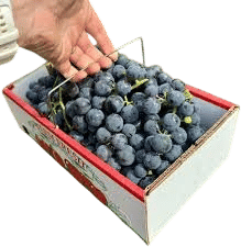 Concord Grape
