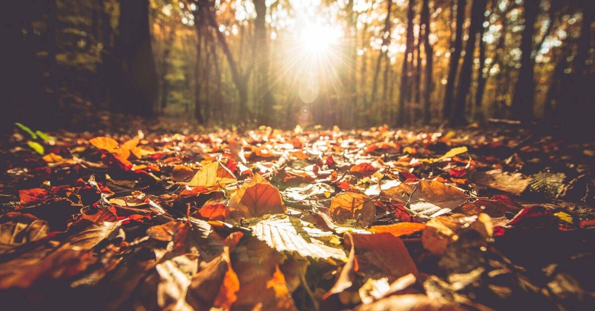 The Fall Equinox: Meaning, Rituals, and Celebration Ideas