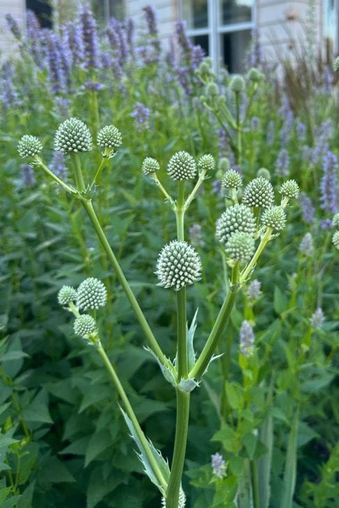 Rattlesnake Master (Eryngium yuccifolium)
