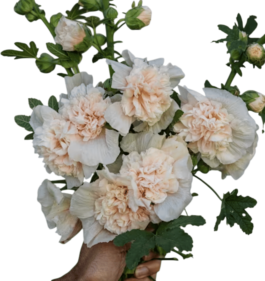 Double Champagne Hollyhocks