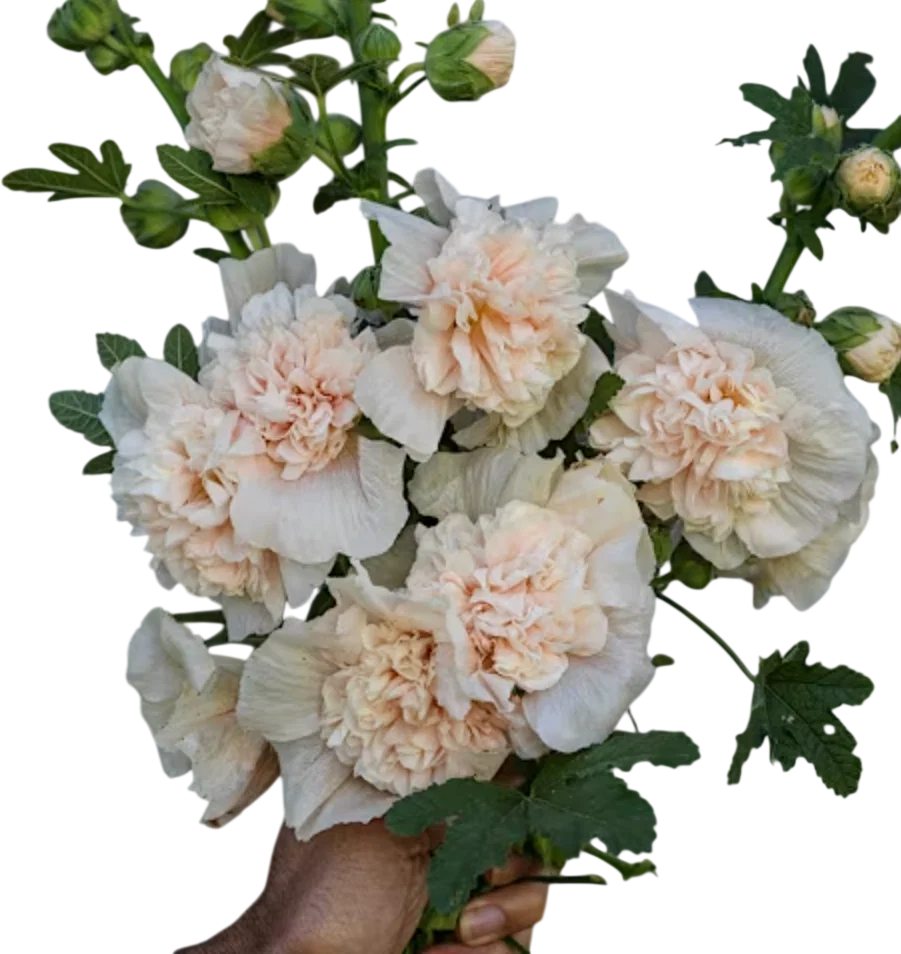 Double Champagne Hollyhock Seeds