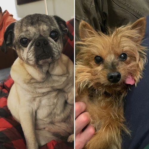 Adopting a Dog