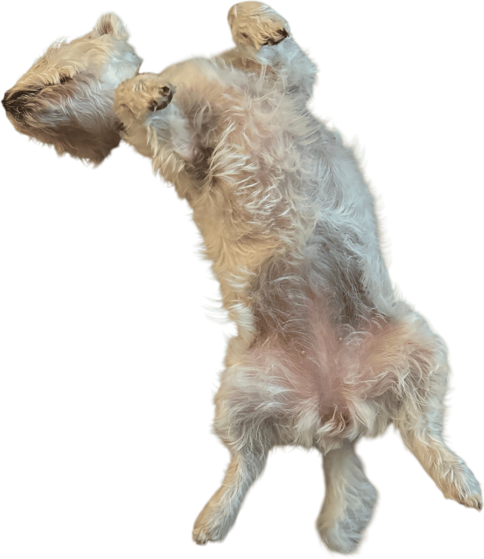 Westies as a dog breed.