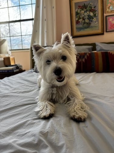 Westie!
