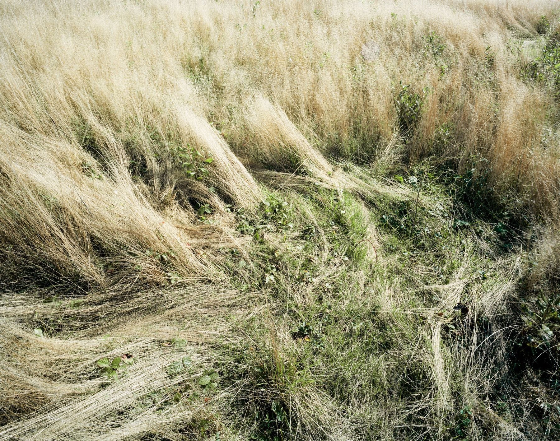 deer bed photos by katherine wolkoff