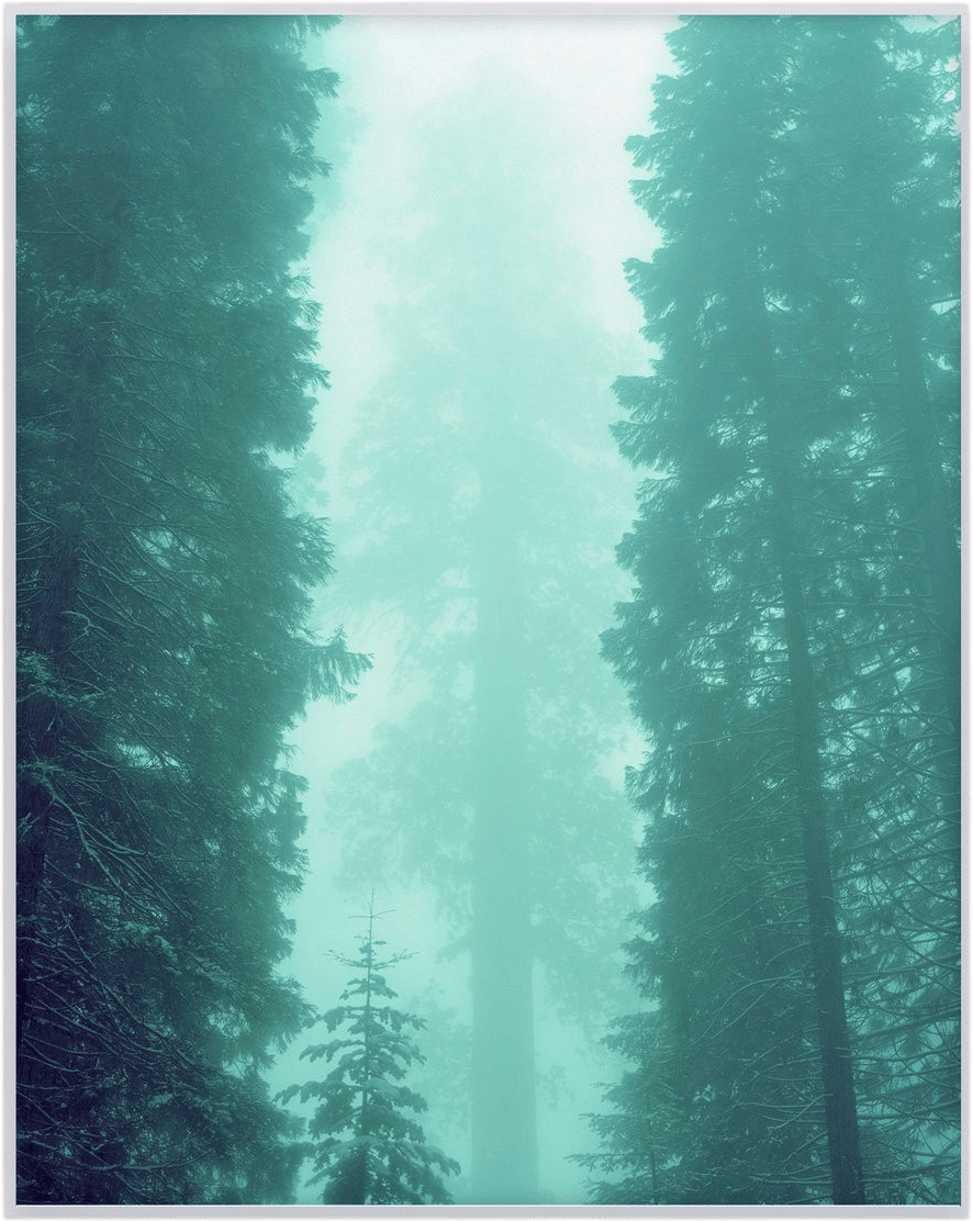 Sequoia National Park