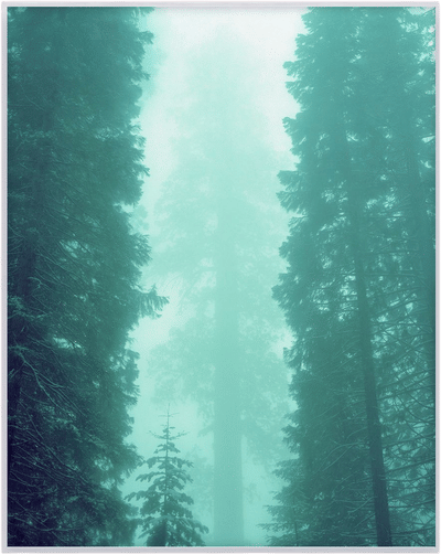 Sequoia National Park