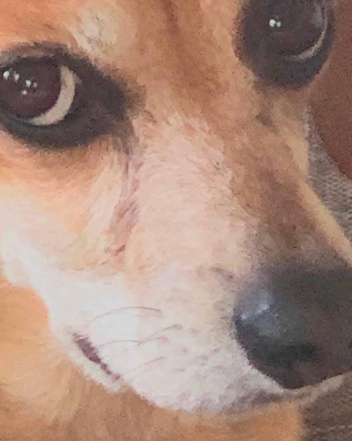 Get a weird dog