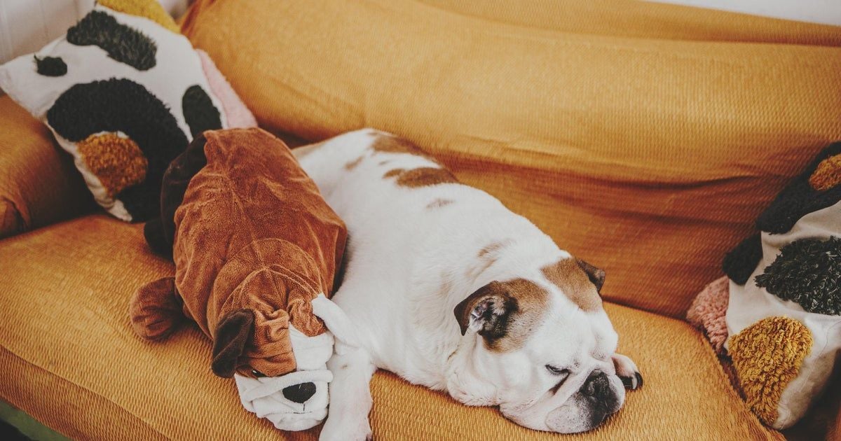 Don’t sleep on pet insurance