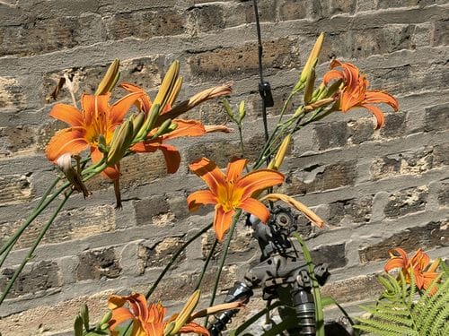 Lily of the Alley