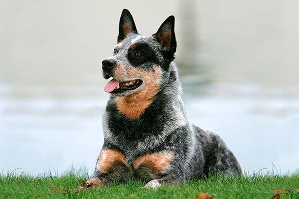 Australian cattle dog