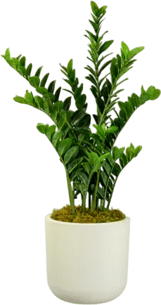 ZZ Plant