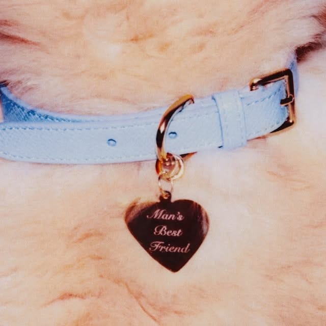 Man's Best Friend Collar
