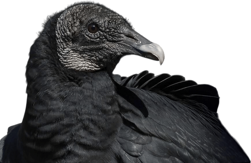 Black Vultures