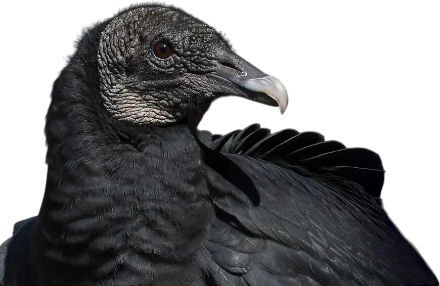 Black Vulture