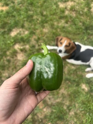 Walking to the garden and picking a pepper for lunch