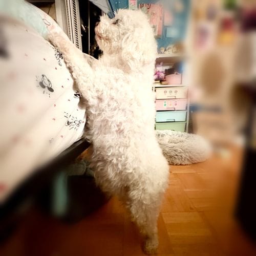 Mini Poodle Bichon Mix