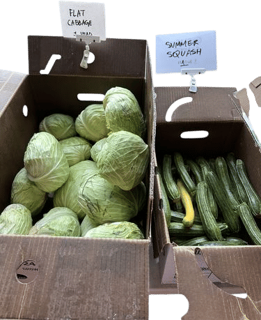 Choy Commons Asian vegetable club CSA