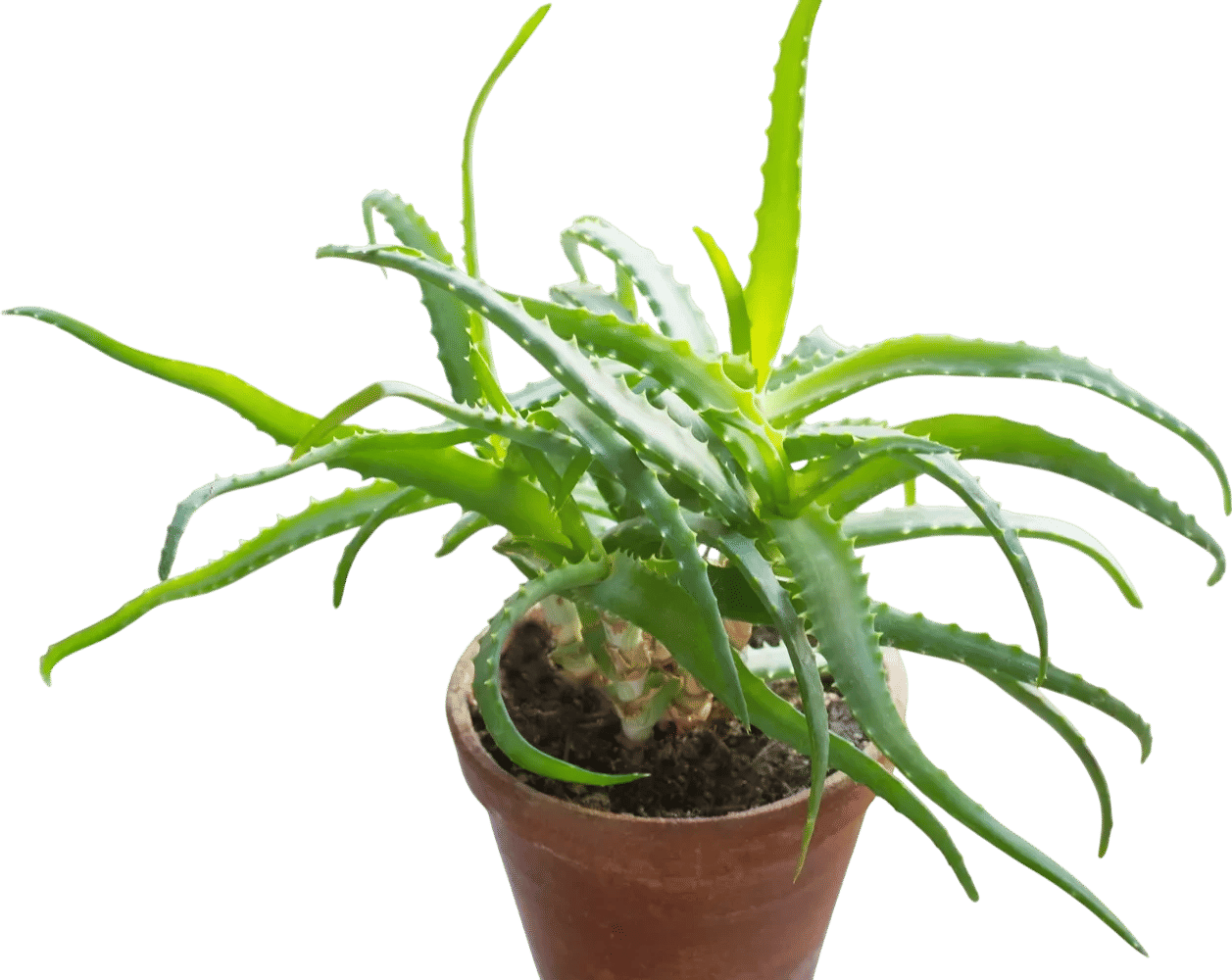 aloe vera plant