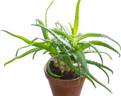 Aloe Vera Plant