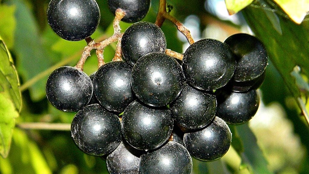 Muscadine grapes