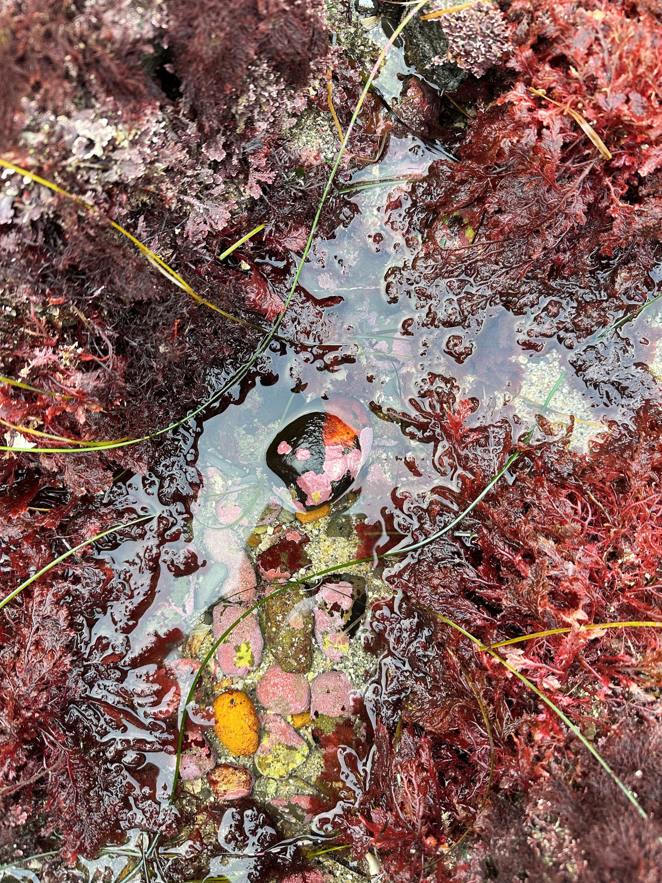 San Diego Tide Pools