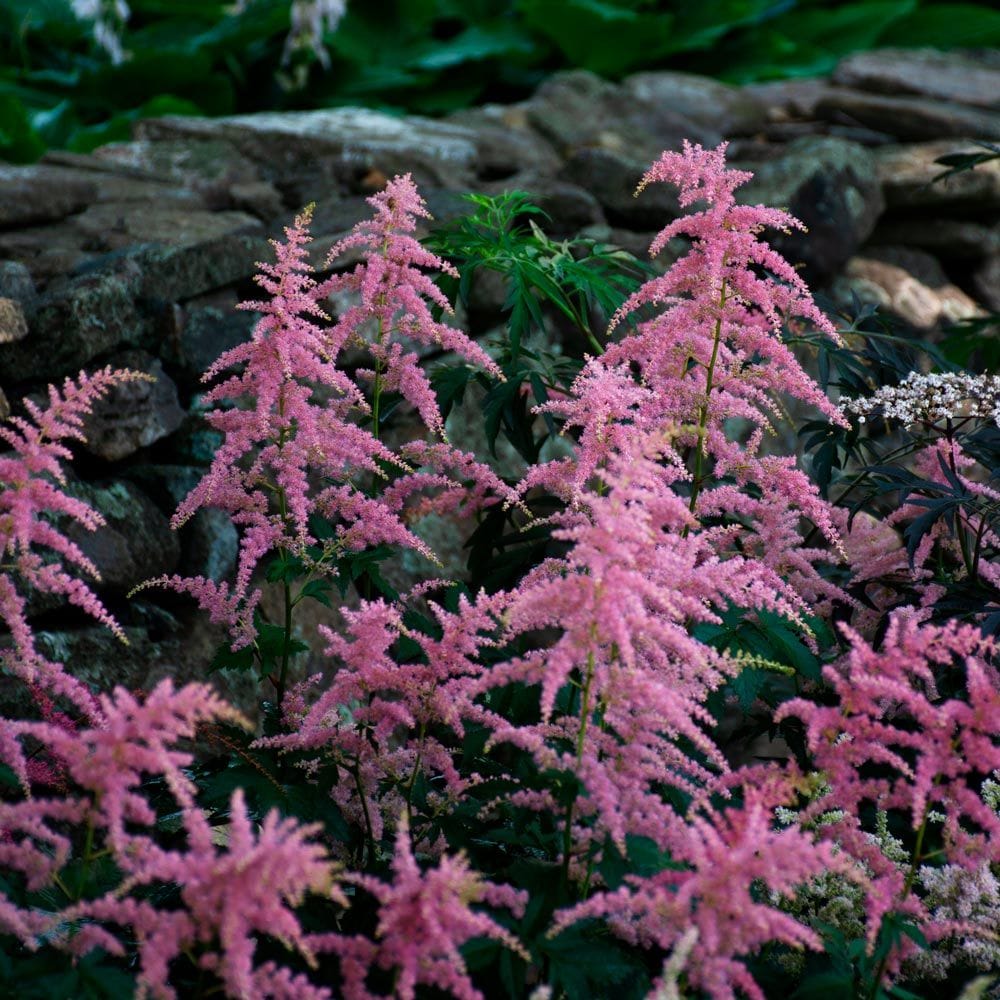 Astilbe
