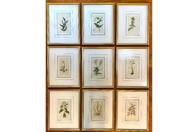 Framed Botanical Prints by Redouté and Curtis