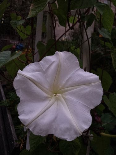 growing moonflowers